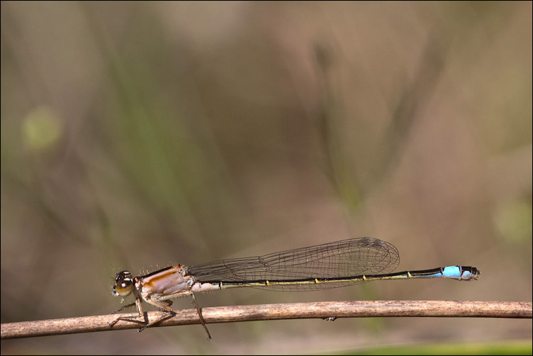 Coenagrionoidea? - Ischnura elegans (femmina)