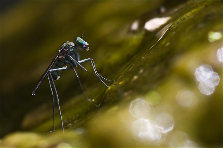 Liancalus virens M e F (Dolichopodidae)