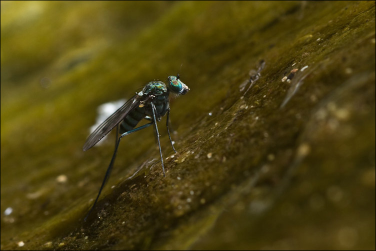 Liancalus virens M e F (Dolichopodidae)