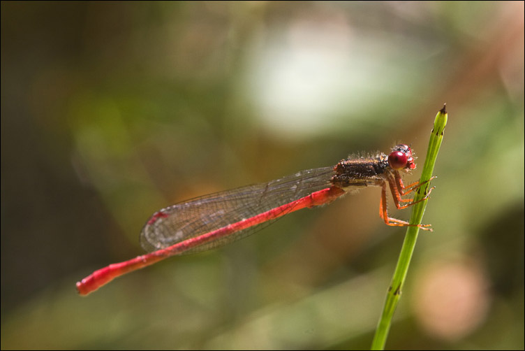 Odonata rossa - Ceriagrion tenellum