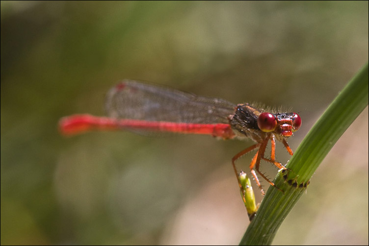 Odonata rossa - Ceriagrion tenellum