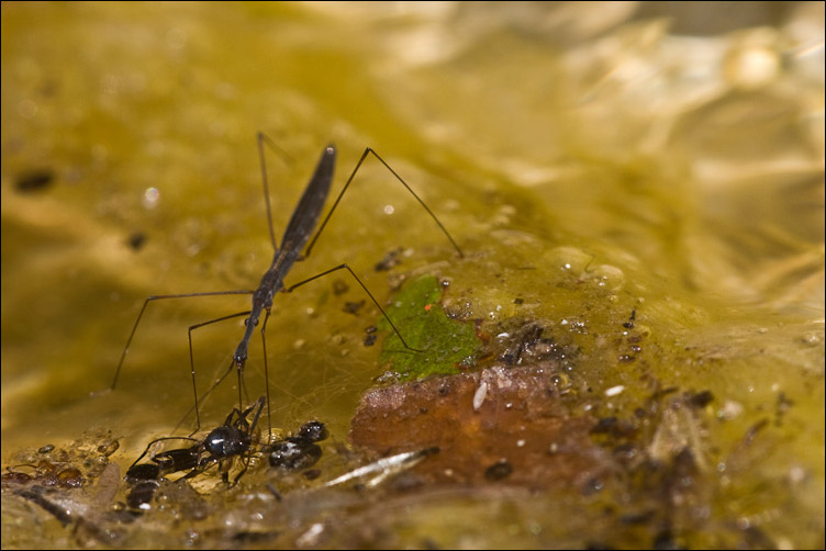 Hydrometra stagnorum dell''Abruzzo (Majella)