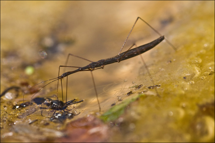 Hydrometra stagnorum dell''Abruzzo (Majella)