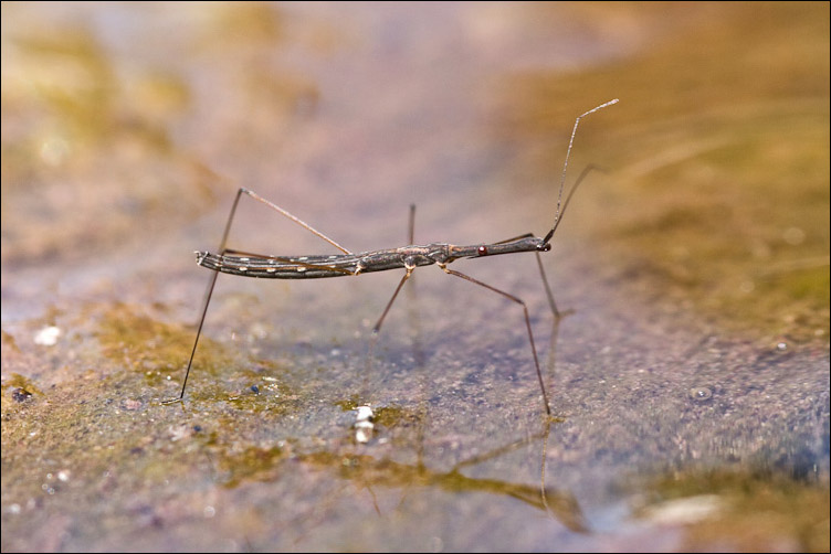 Hydrometra stagnorum dell''Abruzzo (Majella)