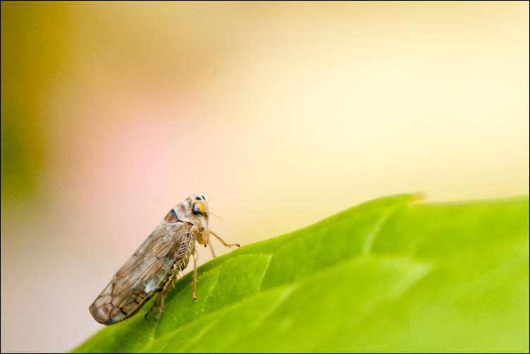 Cicadellidae - Anoplotettix cf. fuscovenosus