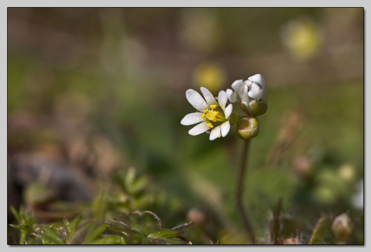 Cruciferae minuscolo dalla Majella:  Erophila verna