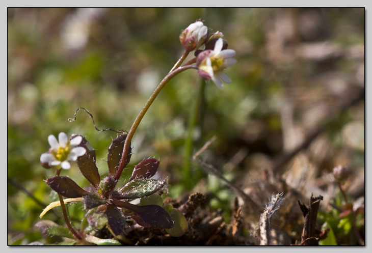 Cruciferae minuscolo dalla Majella:  Erophila verna