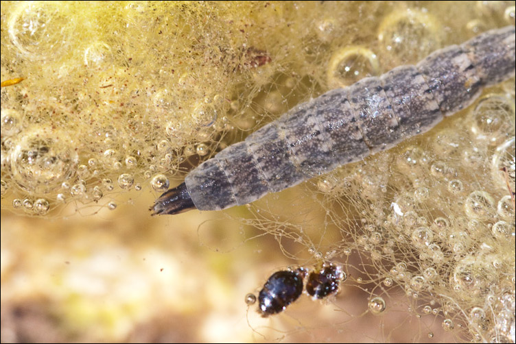 Larva di dittero (sirfide forse)?