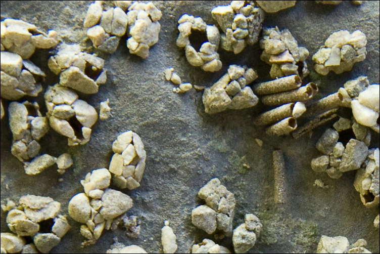 astucci di tricotteri
