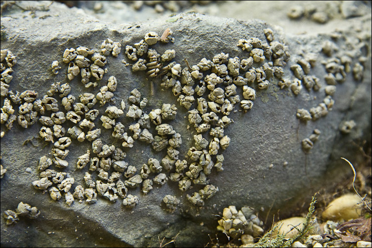 astucci di tricotteri
