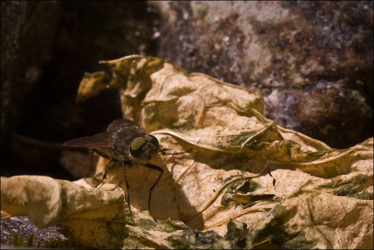 Therevidae?