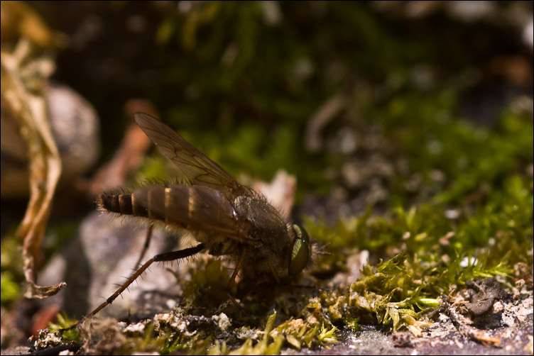 Therevidae?