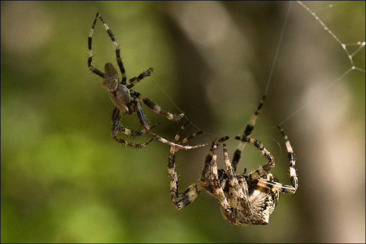 Corteggiamento dei ragni: Araneus angulatus