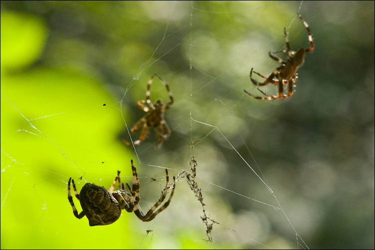 Corteggiamento dei ragni: Araneus angulatus