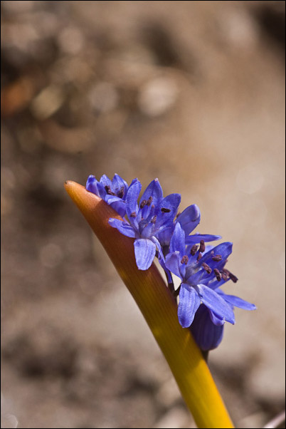 Scilla di valanga - Scilla bifolia