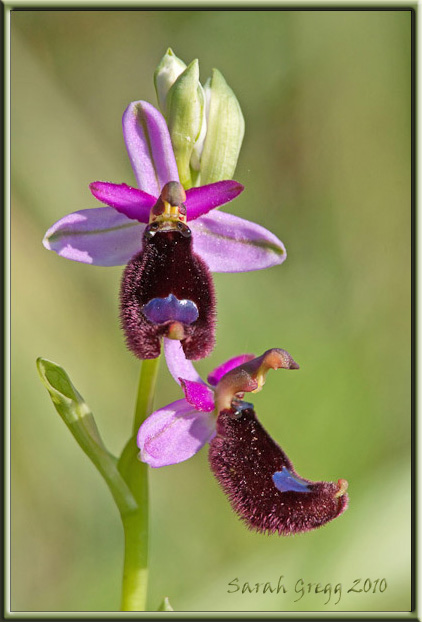 Ophrys bertolonii?