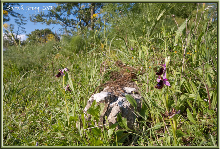 Ophrys bertolonii?