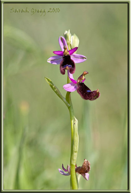 Ophrys bertolonii?