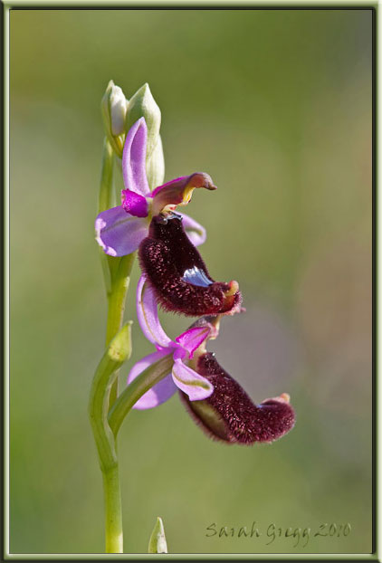 Ophrys bertolonii?