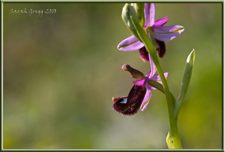 Ophrys bertolonii?