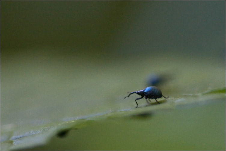 Curculionidae bolgonesi