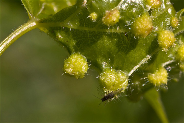 Sulla foglia di una vigna rinselvatichita: Philloxera