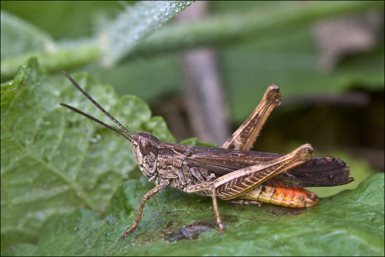 Orthoptera arrossita: Chorthippus (Glyptobothrus) brunneus