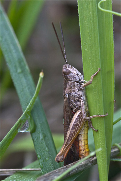 Orthoptera arrossita: Chorthippus (Glyptobothrus) brunneus
