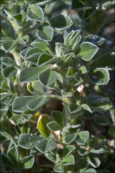 Piantina strisciante sulla sabbia