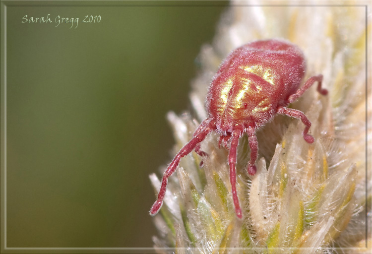 Acaro strepitoso: Erythraeidae