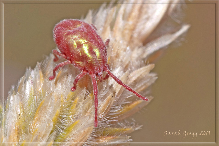 Acaro strepitoso: Erythraeidae