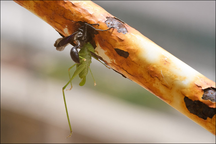Stendino farcito: Isodontia mexicana con preda nel nido