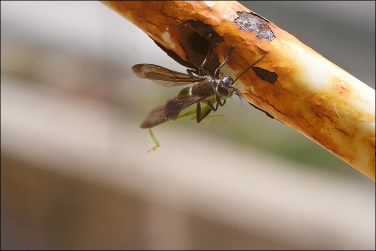 Stendino farcito: Isodontia mexicana con preda nel nido