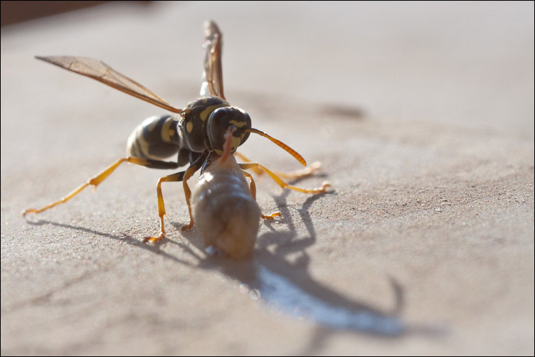 Polistes con larva predata (da un''altra colonia?)