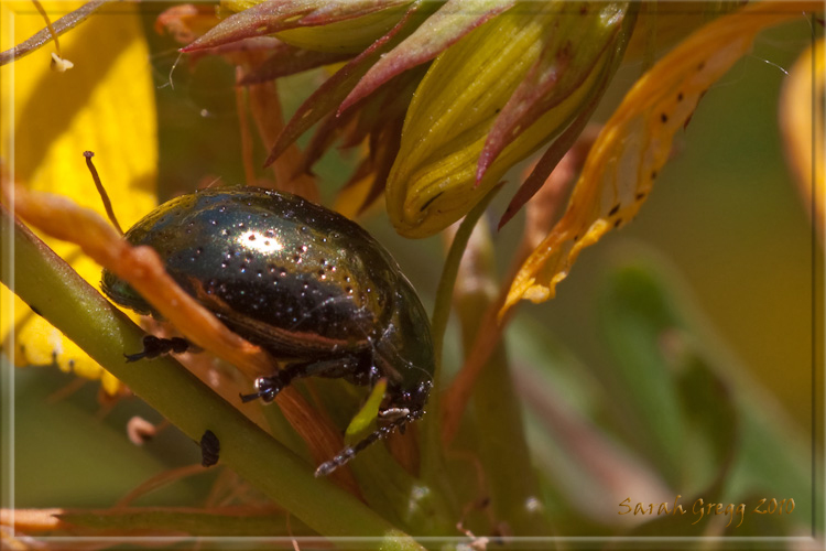Potrebbe essere Chrysolina hyperici?