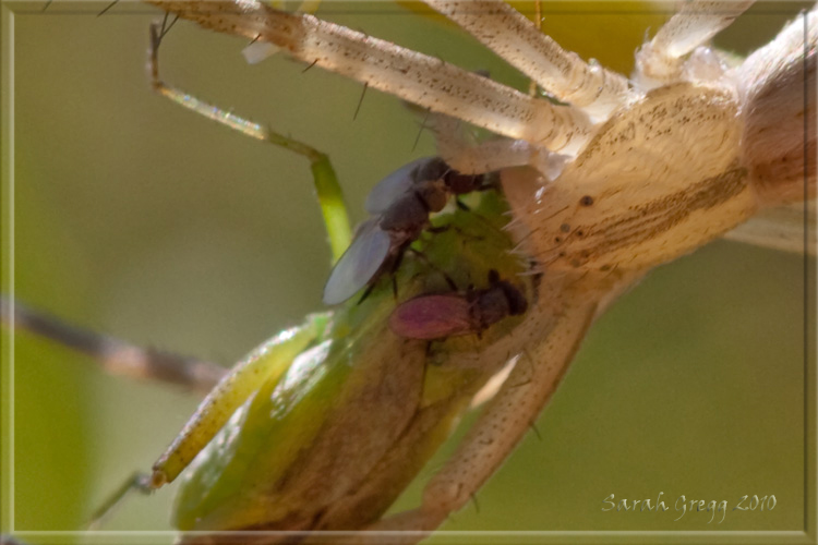 Moschine opportuniste - Milichiidae, Desmometopa sp.