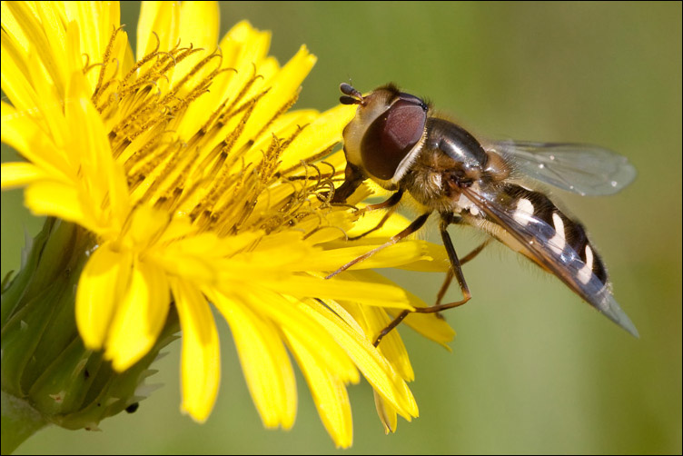 Scaeva pyrastri  Eupeodes corollae ♂ (Syrphidae)