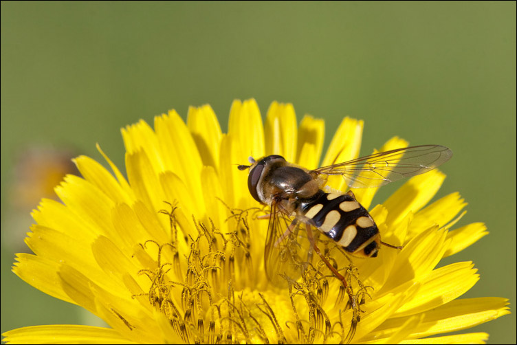 Scaeva pyrastri  Eupeodes corollae ♂ (Syrphidae)