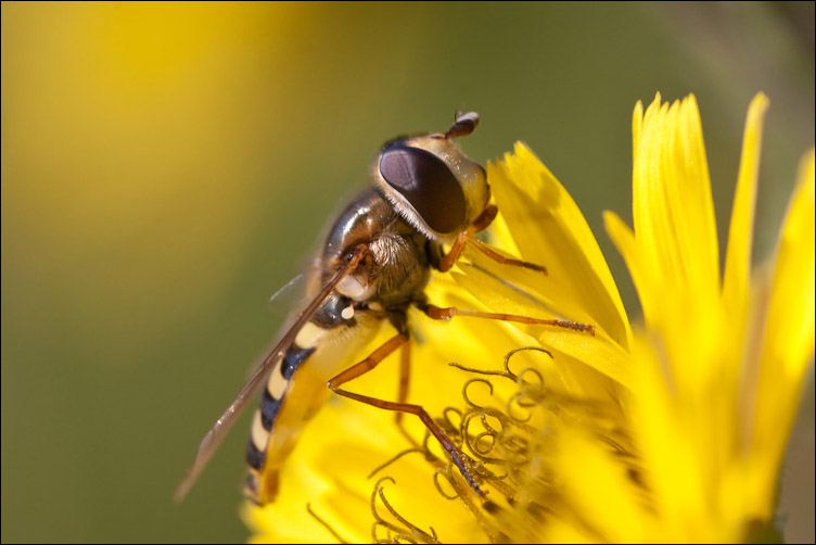 Scaeva pyrastri  Eupeodes corollae ♂ (Syrphidae)