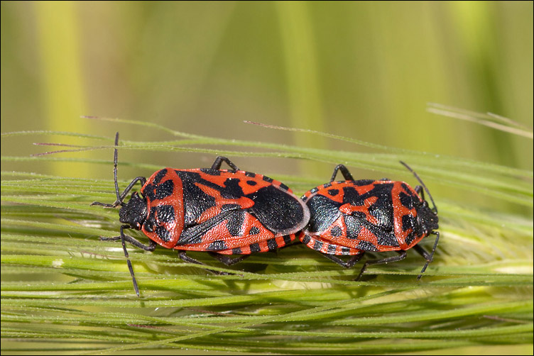 Pentatomidae: Eurydema ventralis del Lazio, litorale romano
