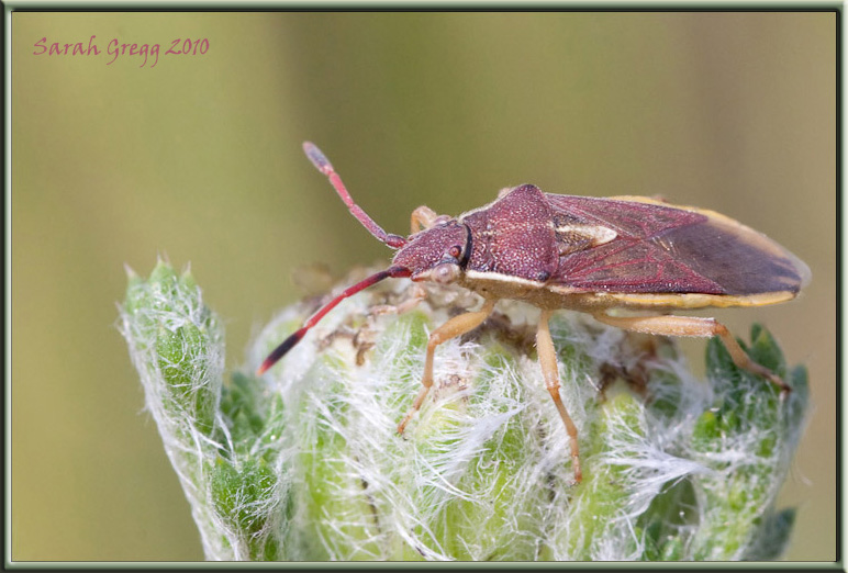 Rhopalidae del litorale romano: Maccevethus sp.