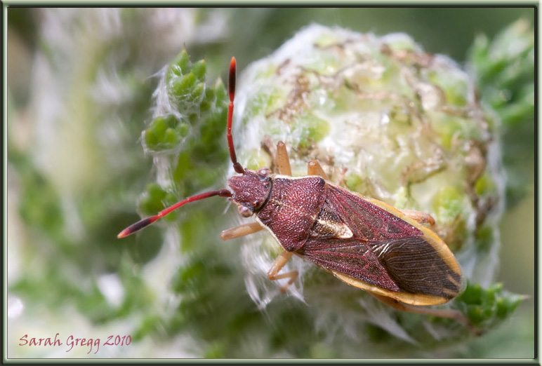 Rhopalidae del litorale romano: Maccevethus sp.