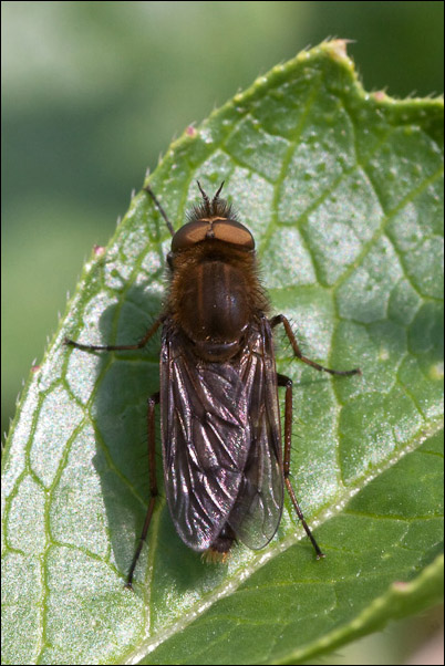 Thereva sp. (Therevidae)