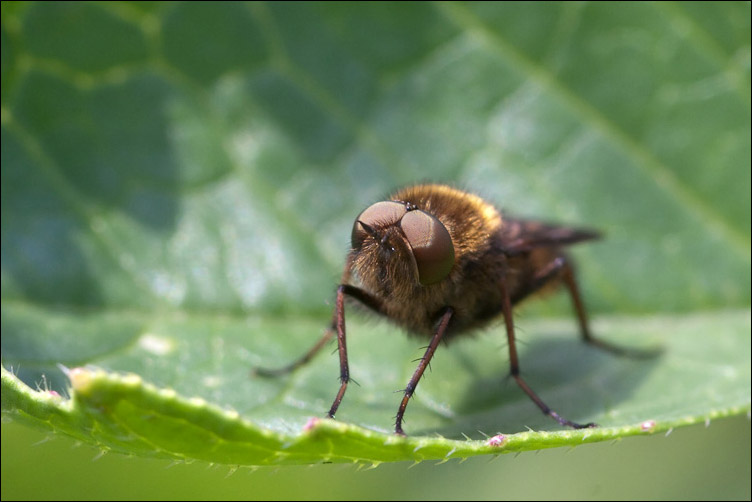 Thereva sp. (Therevidae)