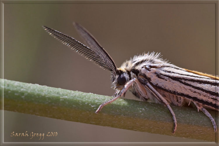 Potrebbe essere Coscinia striata? - S