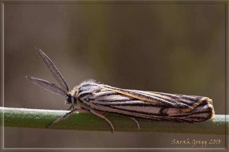 Potrebbe essere Coscinia striata? - S