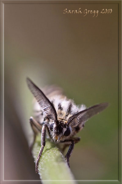 Potrebbe essere Coscinia striata? - S