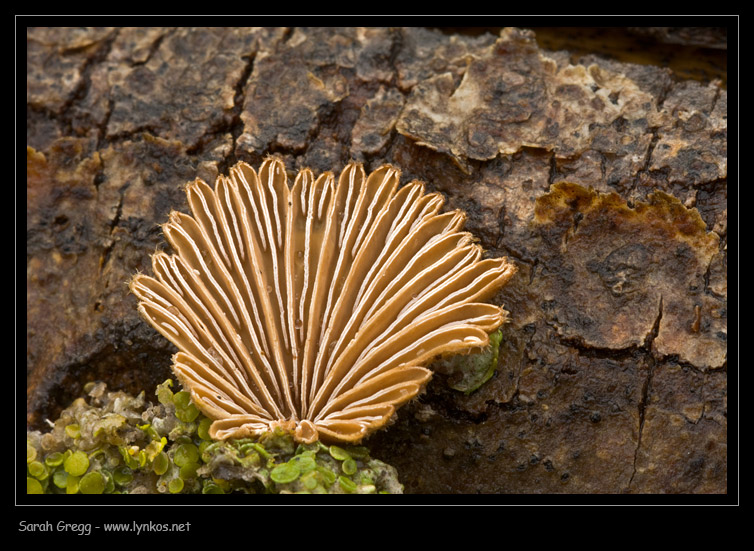 Schizophyllum commune fra il lichene (su legno di pioppo)