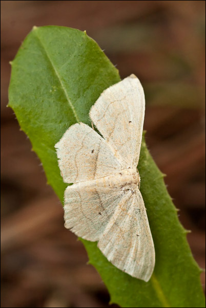 Il bianco del bosco... Idaea seriata? - Scopula imitaria