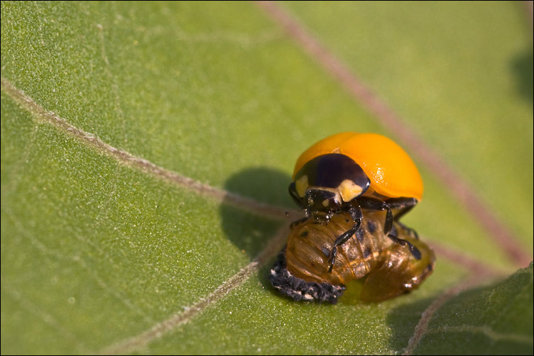 Giovani senza macchia? Coccinella septempunctata